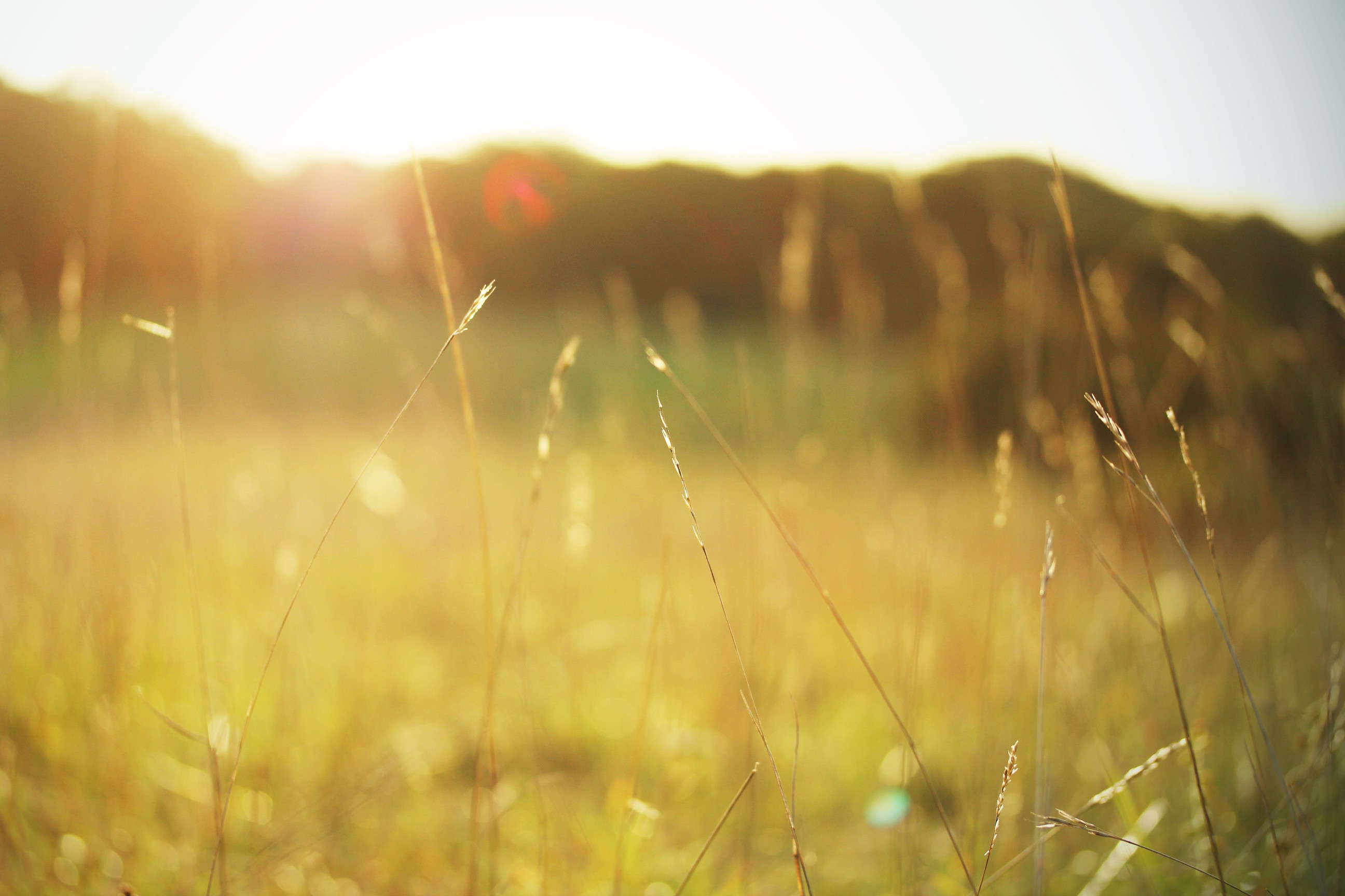 nature, Grass Wallpaper