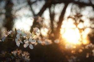 flowers, White Flowers, Sunlight, Depth Of Field, Nature, Bokeh