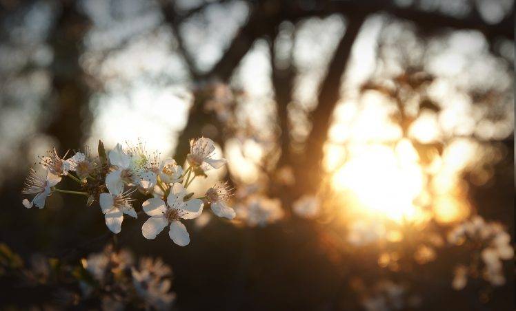 flowers, White Flowers, Sunlight, Depth Of Field, Nature, Bokeh HD Wallpaper Desktop Background