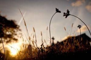 sunlight, Nature, Spikelets, Silhouette