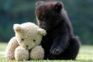 animals, Bears, Teddy Bears, Cubs