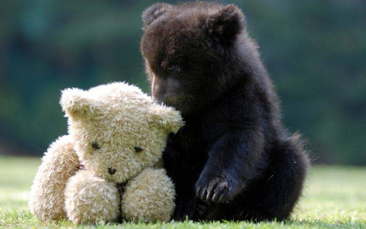 animals, Bears, Teddy Bears, Cubs HD Wallpaper Desktop Background