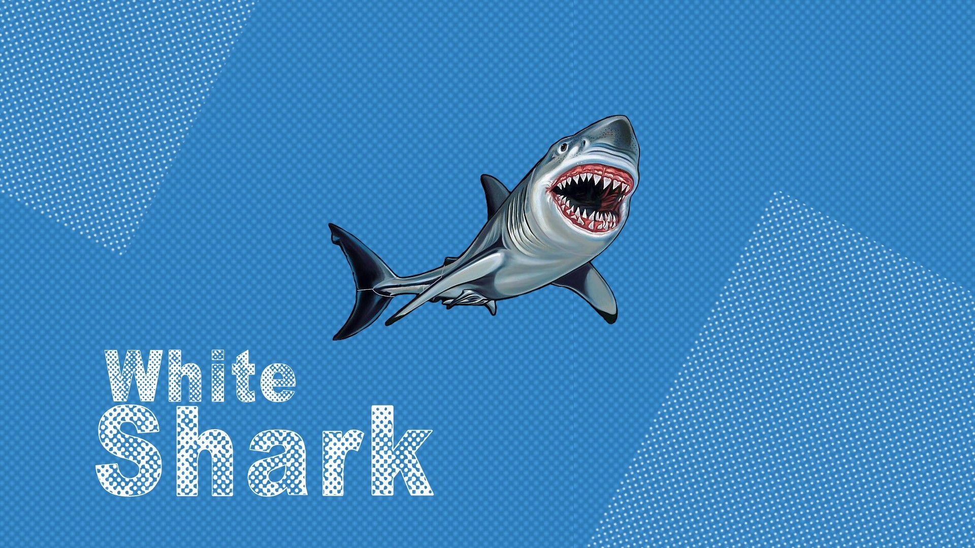 shark, Animals, Pop Art Wallpaper