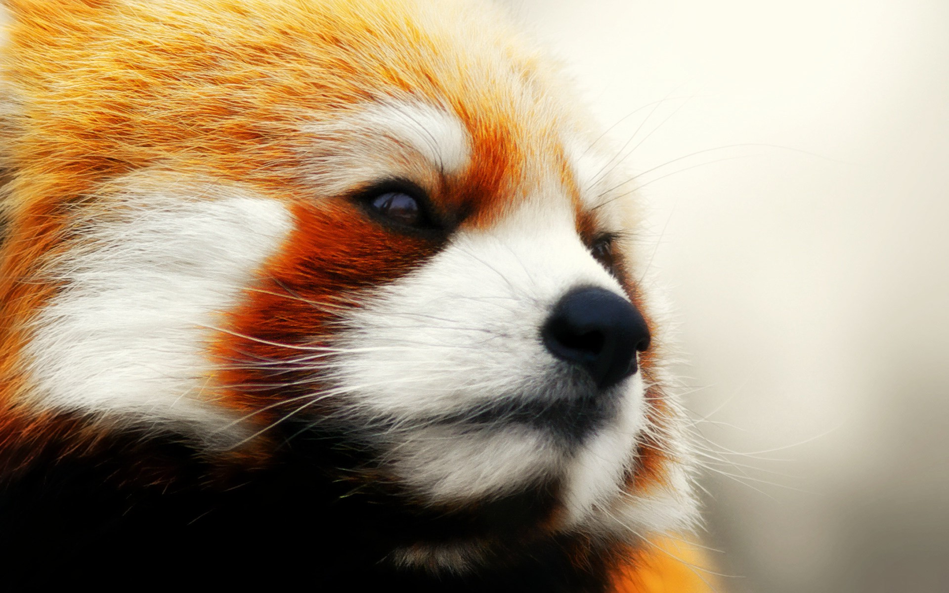 animals, Red Panda Wallpaper