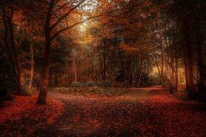 fall, Nature, Leaves, Park, Landscape, Path, Trees, Atmosphere, Shrubs, Sunlight
