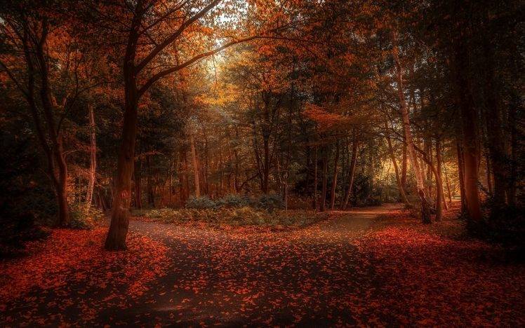 fall, Nature, Leaves, Park, Landscape, Path, Trees, Atmosphere, Shrubs, Sunlight HD Wallpaper Desktop Background