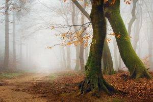 mist, Nature, Landscape, Morning, Trees, Path, Forest, Leaves, Fall, Moss