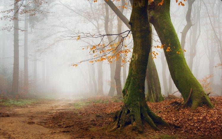 mist, Nature, Landscape, Morning, Trees, Path, Forest, Leaves, Fall, Moss HD Wallpaper Desktop Background