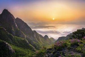 sunrise, Morning, Mountain, Clouds, Nature, Landscape, South Korea, Wildflowers, Valley, Mist, Shrubs, Trees, Clear Sky, Forest