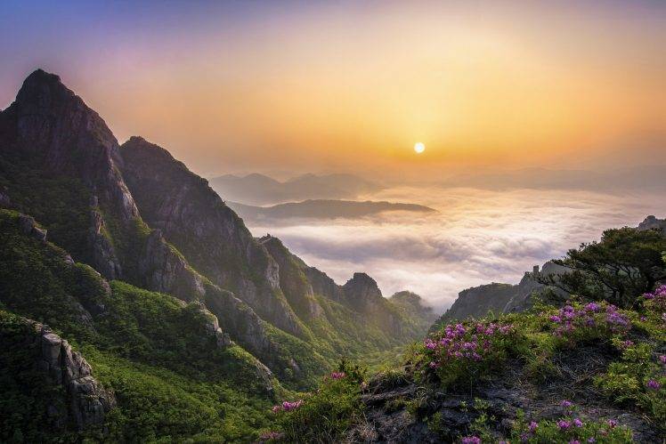 sunrise, Morning, Mountain, Clouds, Nature, Landscape, South Korea, Wildflowers, Valley, Mist, Shrubs, Trees, Clear Sky, Forest HD Wallpaper Desktop Background