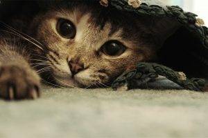 cat, Animals, Ben Torode, Carpets