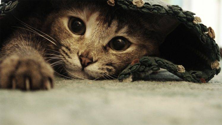 cat, Animals, Ben Torode, Carpets HD Wallpaper Desktop Background
