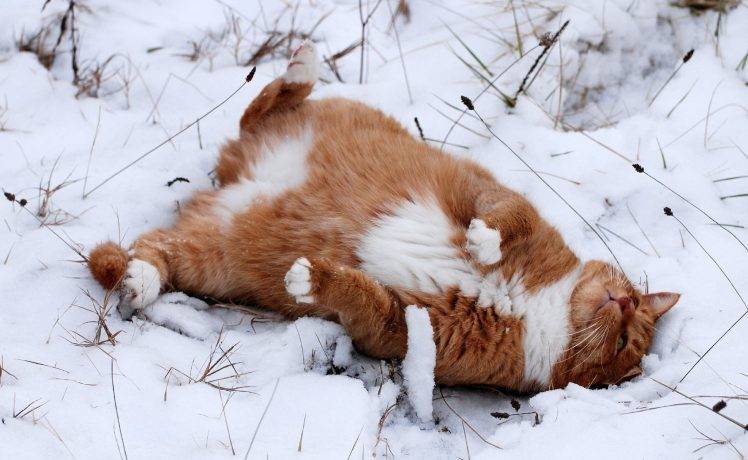 animals, Cat, Snow, Winter HD Wallpaper Desktop Background