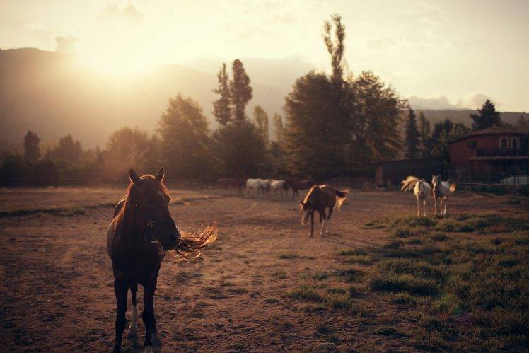horse, Landscape HD Wallpaper Desktop Background