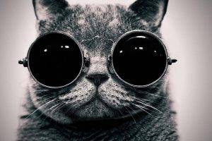 glasses, Monochrome, Cat, Animals, Sunglasses