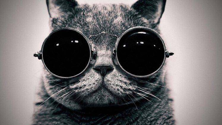 glasses, Monochrome, Cat, Animals, Sunglasses HD Wallpaper Desktop Background