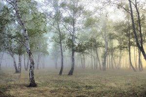 nature, Forest, Mist