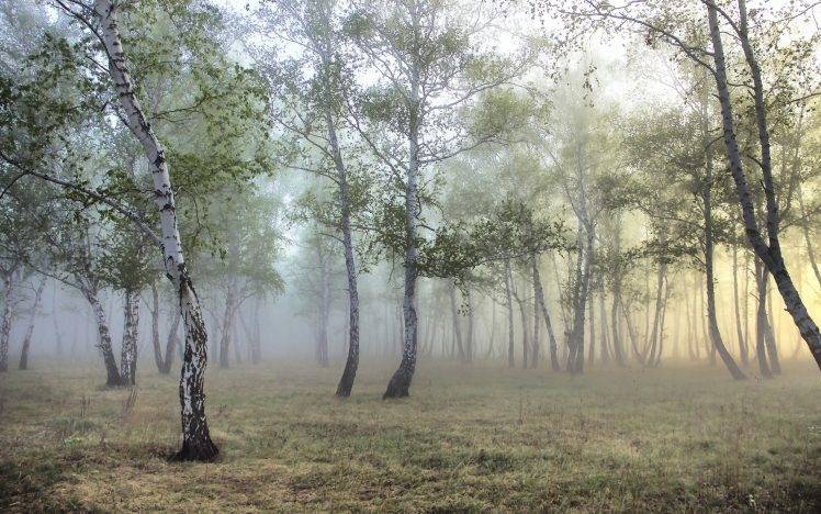 nature, Forest, Mist HD Wallpaper Desktop Background