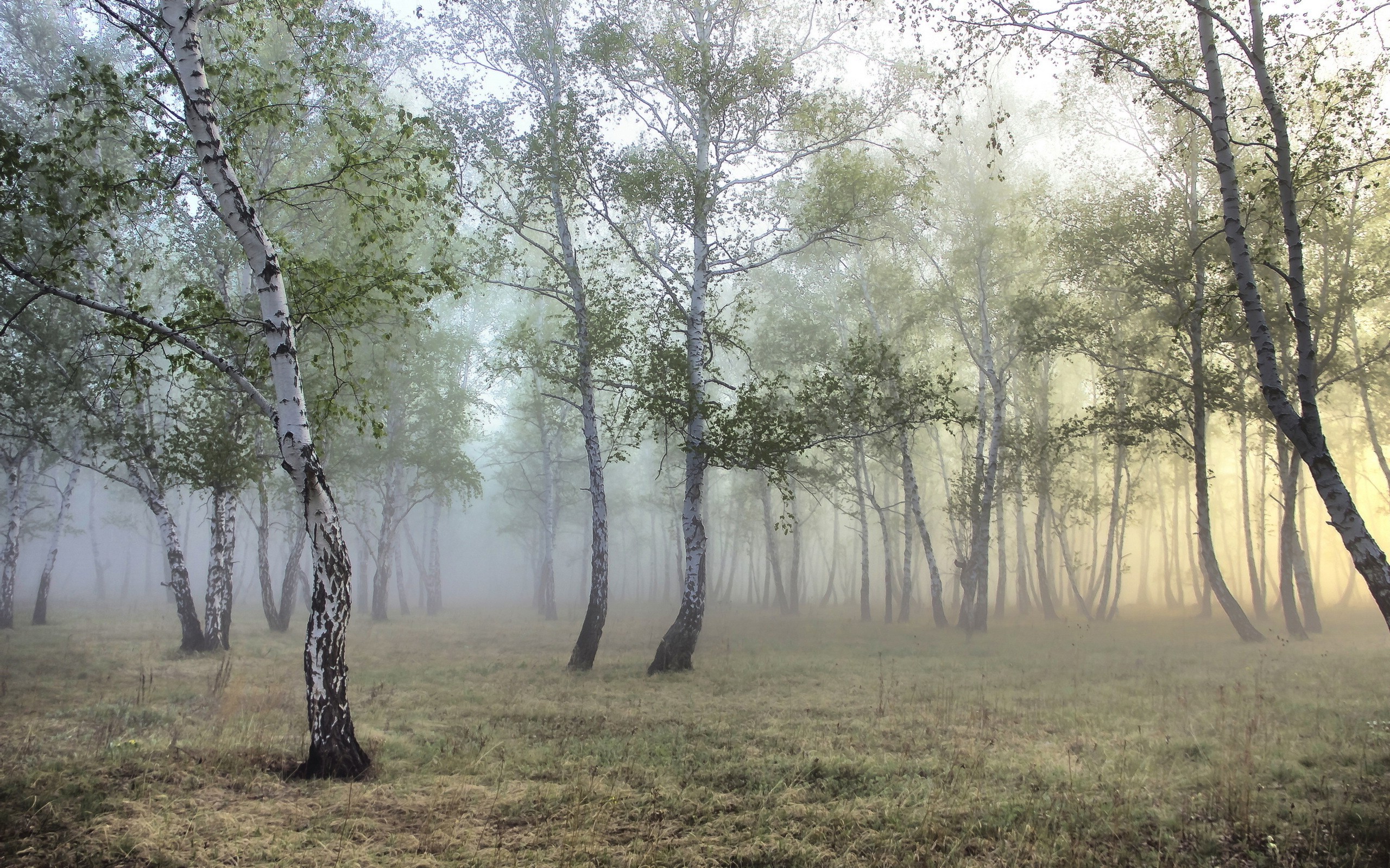 nature, Forest, Mist Wallpaper