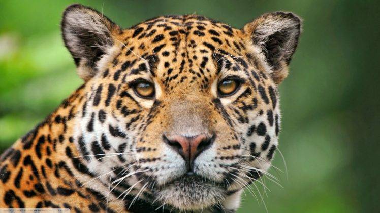 animals, Jaguars HD Wallpaper Desktop Background