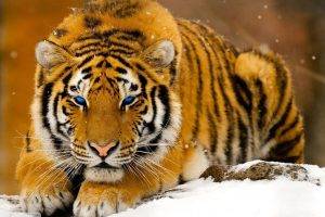 animals, Tiger, Big Cats