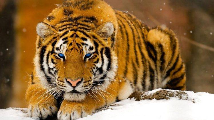 animals, Tiger, Big Cats HD Wallpaper Desktop Background