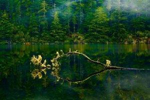 nature, Landscape, Oregon, Lake, Mist, Forest, Green, Water, Trees, Branch, Spring, Foliage