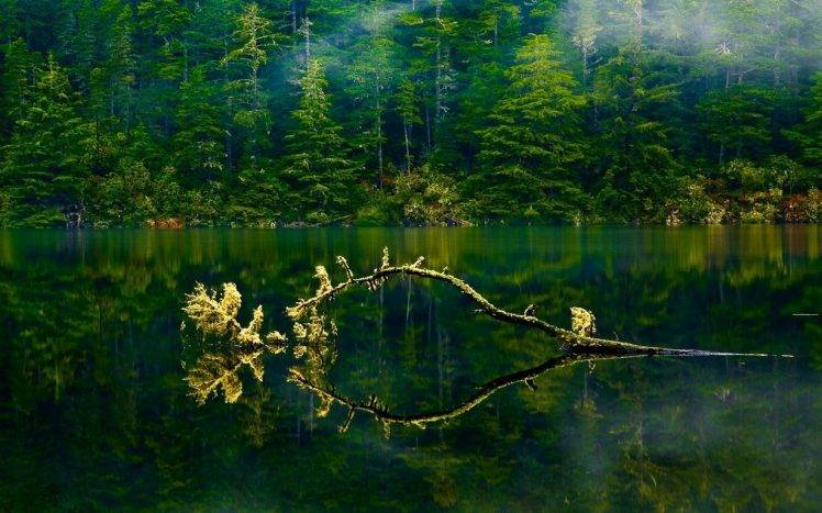 nature, Landscape, Oregon, Lake, Mist, Forest, Green, Water, Trees, Branch, Spring, Foliage HD Wallpaper Desktop Background