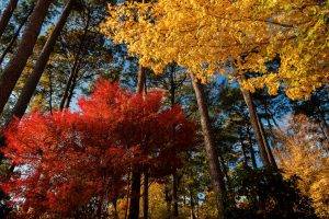 maple Leaves, Trees, Nature, Landscape, Red, Yellow, Morning