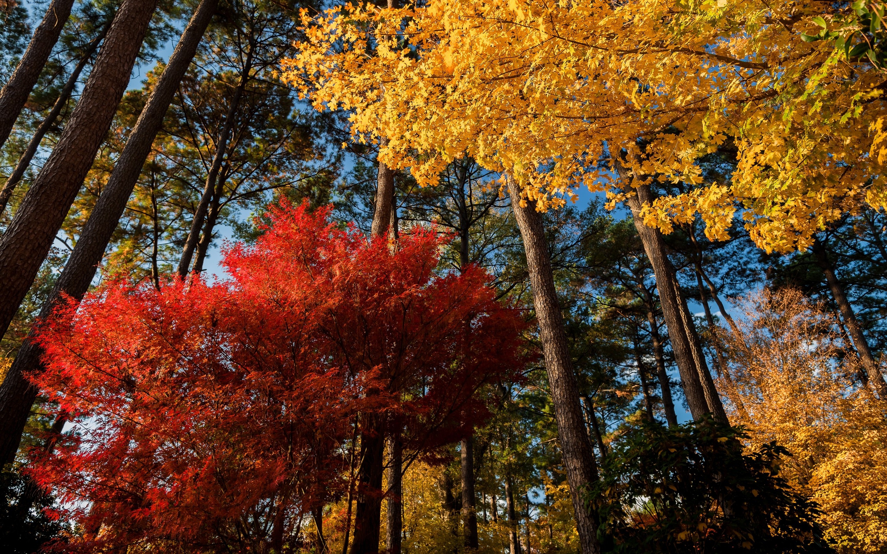 maple Leaves, Trees, Nature, Landscape, Red, Yellow, Morning Wallpaper