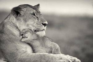 lion, Animals, Baby Animals