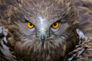 nature, Animals, Birds, Yellow Eyes, Feathers, Wings, Depth Of Field, Hawks