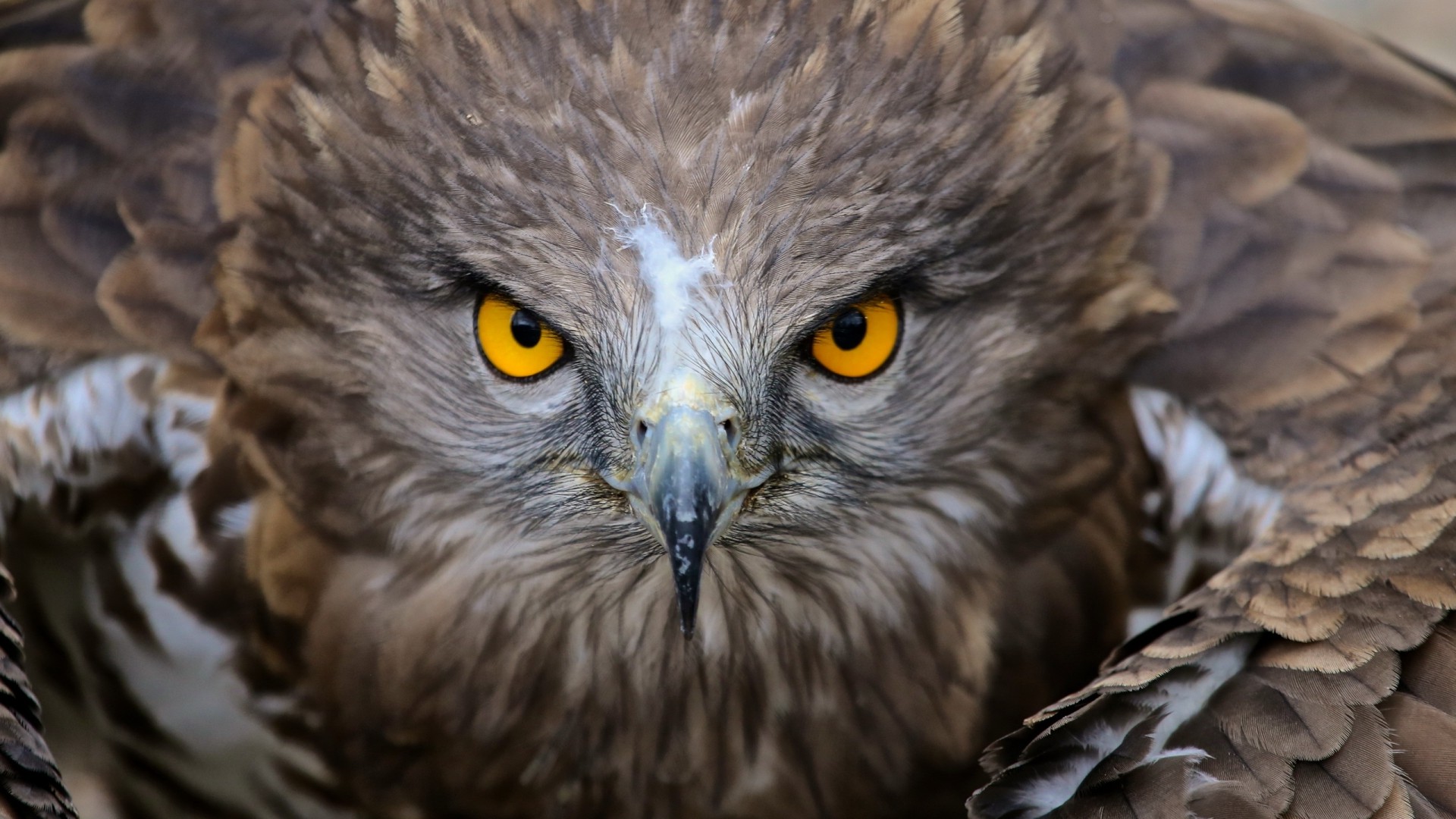 nature, Animals, Birds, Yellow Eyes, Feathers, Wings, Depth Of Field, Hawks Wallpaper