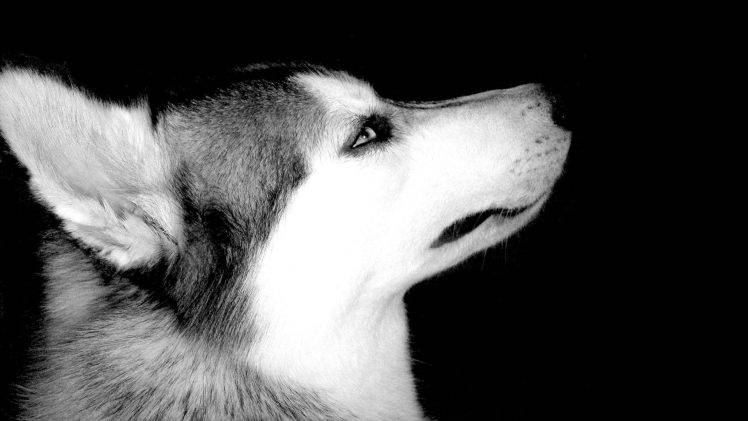 animals, Dog, Monochrome HD Wallpaper Desktop Background