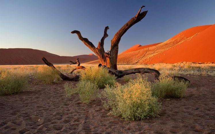 nature, Landscape, Trees, Dead Trees, Plants, Namibia, Africa, Desert, Sand, Hill, Clear Sky, Footprints, Dune, Branch HD Wallpaper Desktop Background