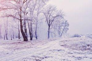 nature, Trees, Snow, Winter, Mist, Path, Landscape, White