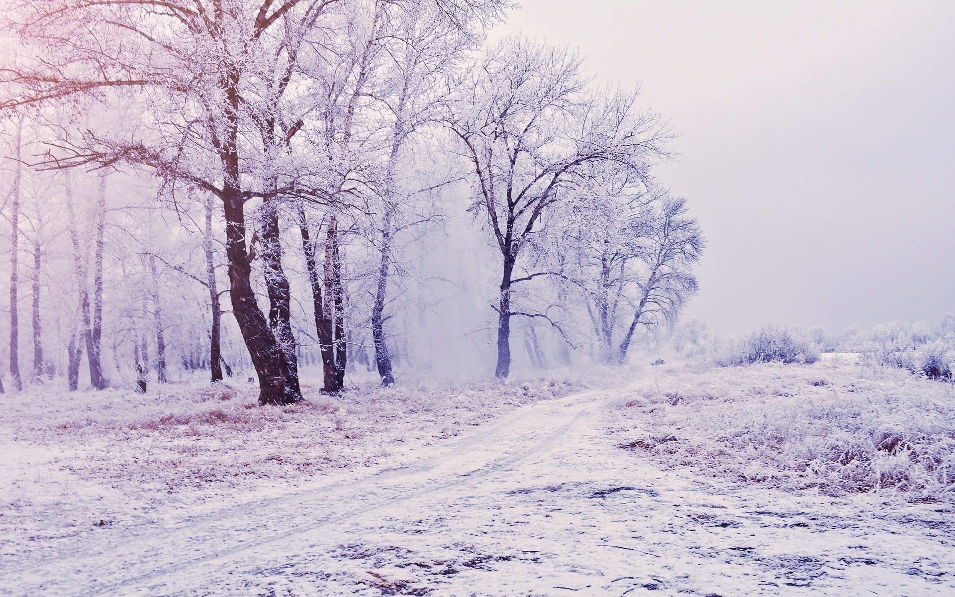 nature, Trees, Snow, Winter, Mist, Path, Landscape, White Wallpaper