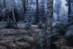 nature, Landscape, Forest, Frost, Germany, Dark, Grass, Trees, Cold, Winter, Mist
