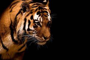 tiger, Animals