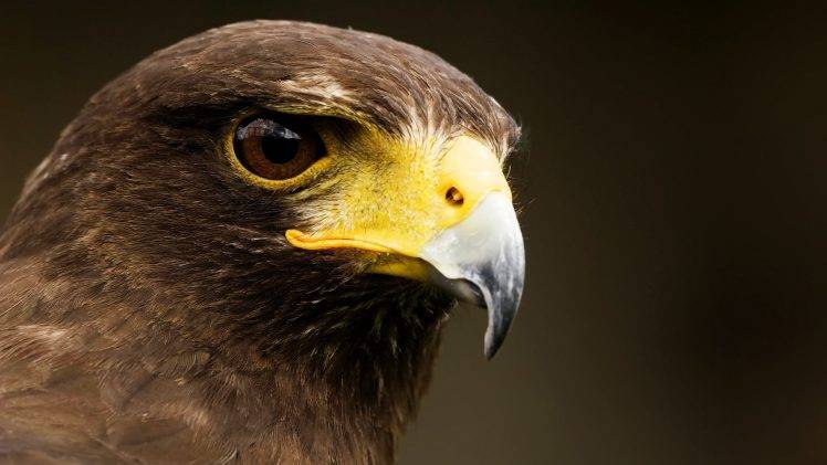 eagle, Birds, Animals HD Wallpaper Desktop Background