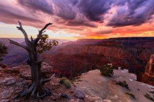 nature, Landscape, Sunset, Canyon, Clouds, Trees, Grand Canyon, USA, Arizona, Dead Trees