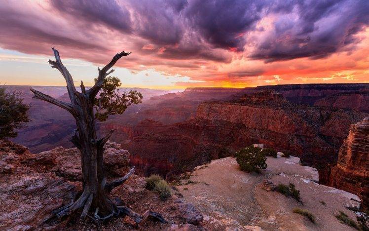 nature, Landscape, Sunset, Canyon, Clouds, Trees, Grand Canyon, USA, Arizona, Dead Trees HD Wallpaper Desktop Background