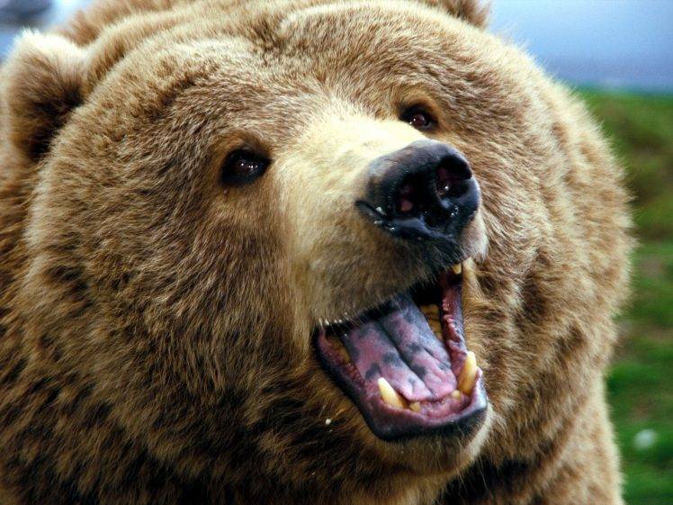 animals, Bears, Closeup HD Wallpaper Desktop Background