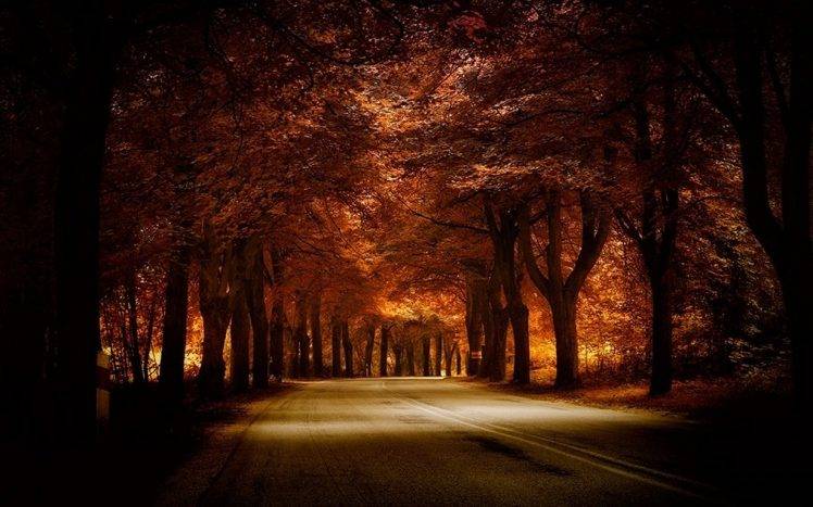 road, Trees, Fall, Nature, Landscape, Amber, Grass, Tunnel, Shadow HD Wallpaper Desktop Background