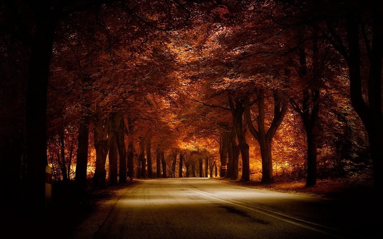road, Trees, Fall, Nature, Landscape, Amber, Grass, Tunnel, Shadow Wallpaper