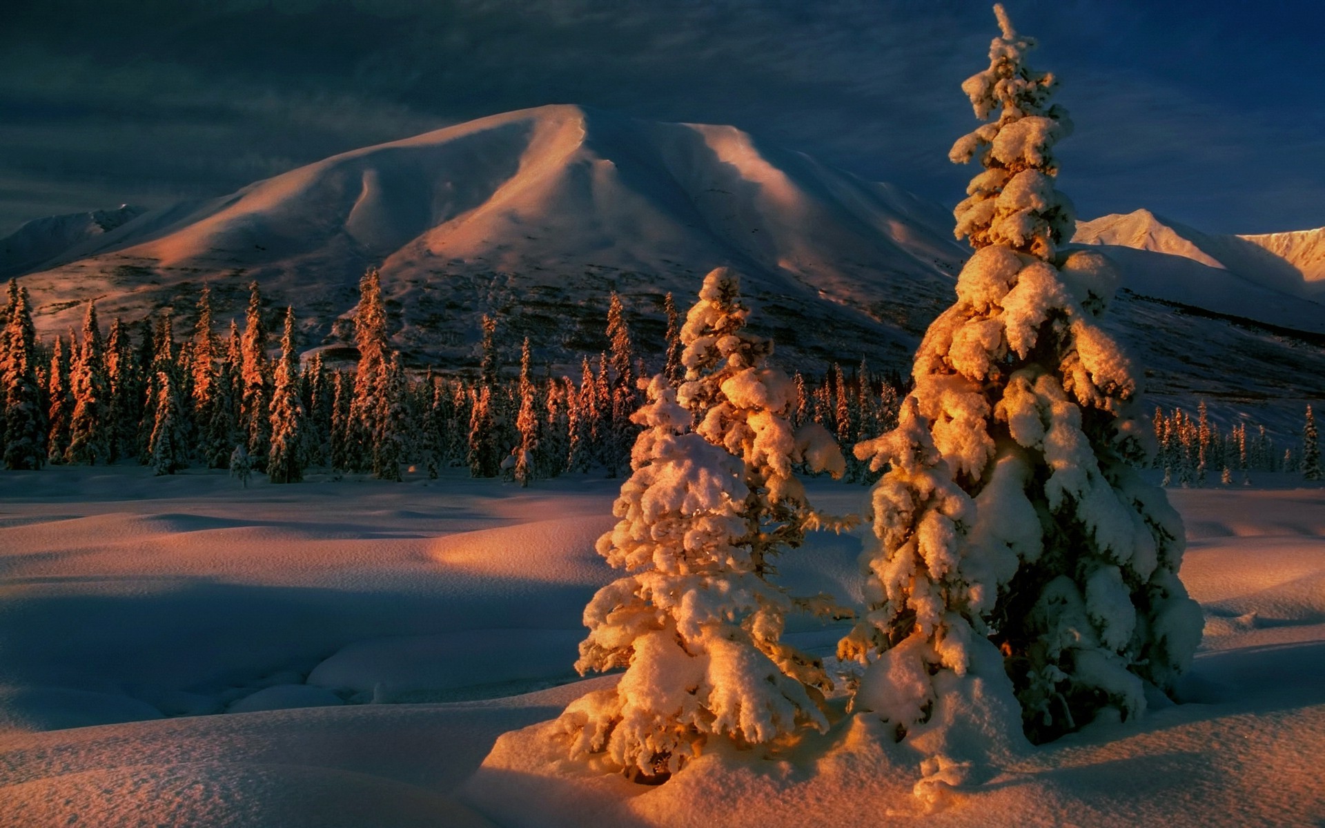 Winter Forest Nature Landscape Mountain Trees Snow Sunrise