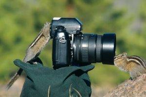 camera, Squirrel, Animals