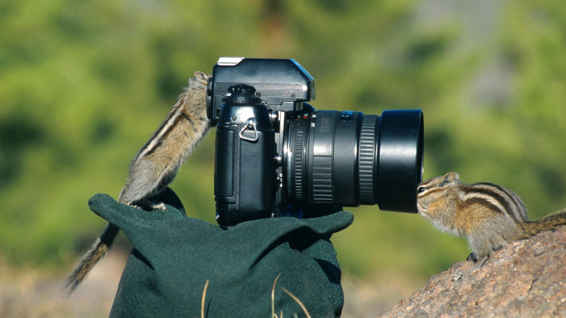 camera, Squirrel, Animals Wallpaper
