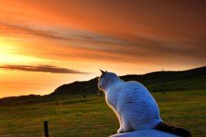 nature, Animals, Pet, Cat, Tail, Field, Hill, Sunset, Grass, Clouds, Fence, Landscape