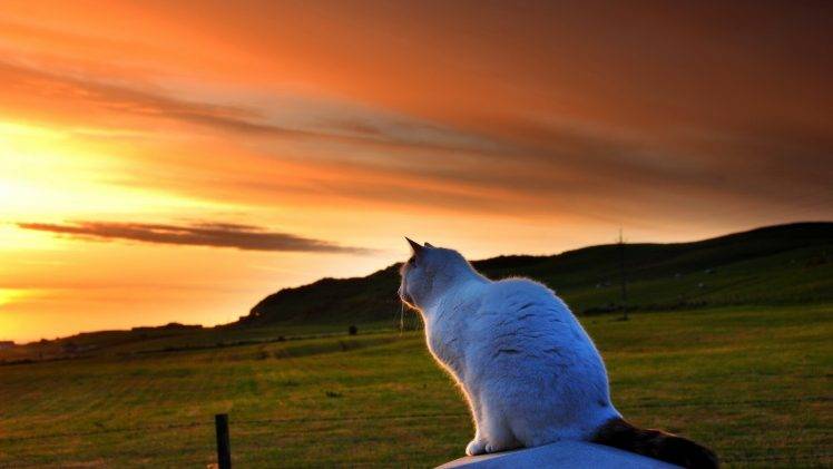 nature, Animals, Pet, Cat, Tail, Field, Hill, Sunset, Grass, Clouds, Fence, Landscape HD Wallpaper Desktop Background
